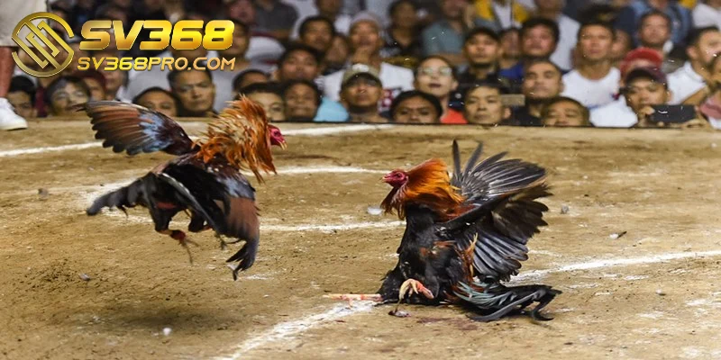 Người chơi có thể lựa chọn từ nhiều tỷ lệ cá cược chọi gà tại SV368