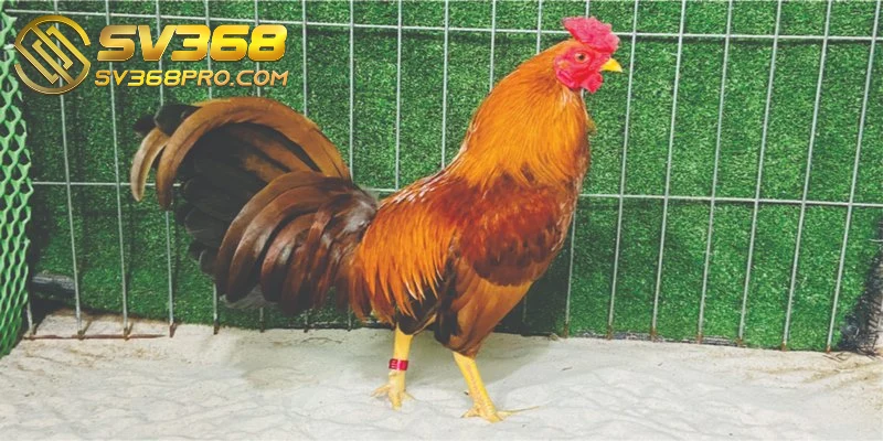 Gà Kelso - Chiến kê máu chiến, thông minh bậc nhất sàn 4 Gà đá Kelso là một biểu tượng văn hóa trong các trận đấu gà