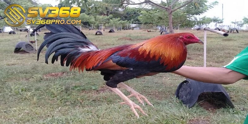 Gà Kelso - Chiến kê máu chiến, thông minh bậc nhất sàn 3 Gà Asil Kelso cũng là một cái tên quen thuộc trong cộng đồng yêu gà chiến