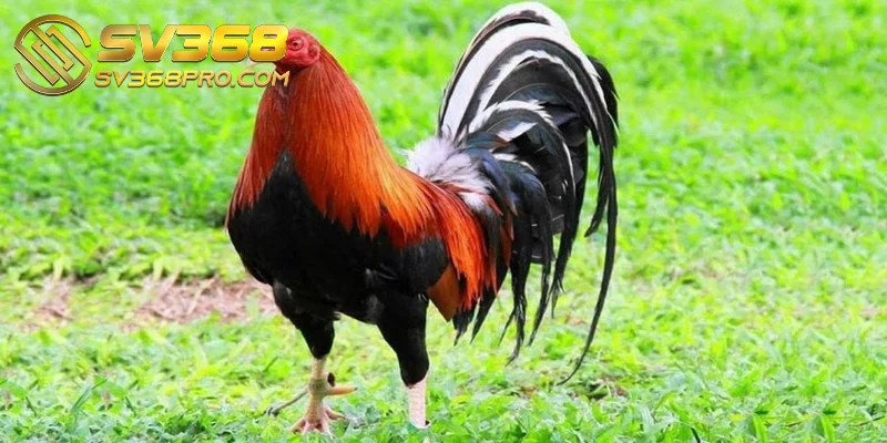Gà Kelso - Chiến kê máu chiến, thông minh bậc nhất sàn 1 Gà Kelso là một trong những giống gà chiến nổi tiếng