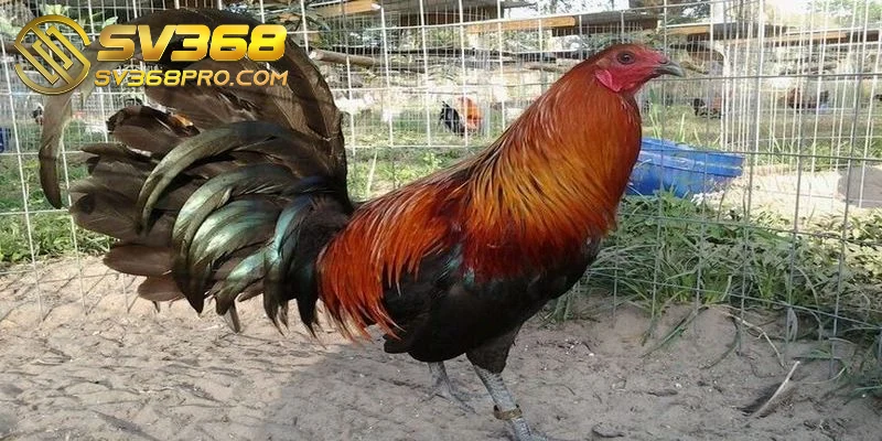 Gà Kelso - Chiến kê máu chiến, thông minh bậc nhất sàn 2 Kelso nổi bật bởi khả năng chiến đấu vô cùng thông minh tinh ranh